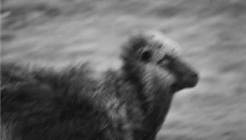 Why We Love Faroese Wool