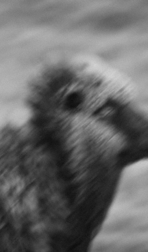 Why We Love Faroese Wool